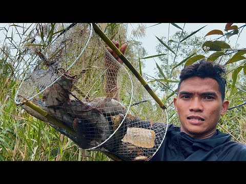 Видео: Большой улов: змееголов и сом. Когда паводковая вода вышла из берегов, было поймано более 10 кило...