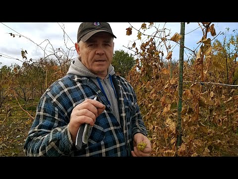 Видео: Когда,как обрезать виноград и почему так ?