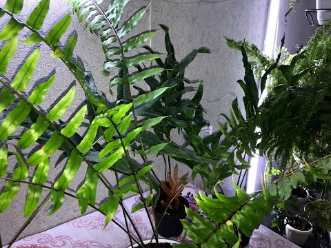 Видео: #Мои_комнатные_растения // #Деление_и_пересадка_папоротников