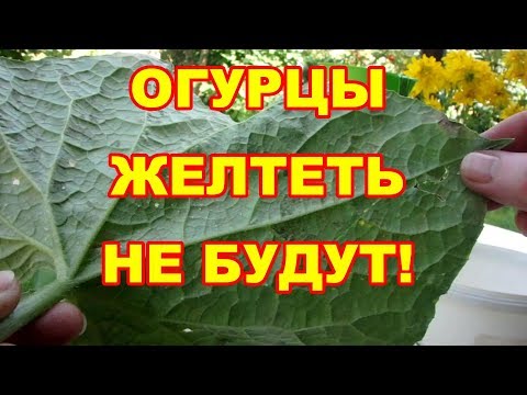 Видео: Безопасное ,но очень эффективное средство  от болезней и вредителей на огурцах