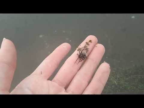 Видео: Охота на улиток зимой