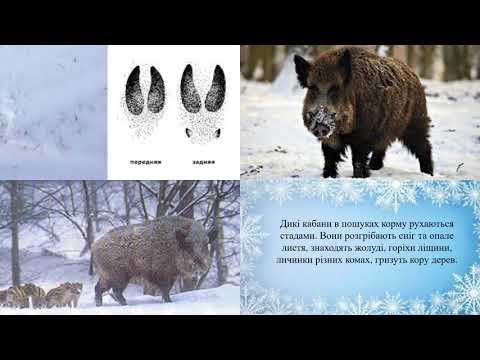 Видео: Зимівля тварин. Тварини взимку. Зимівля птахів.  Особливості життя тварин узимку