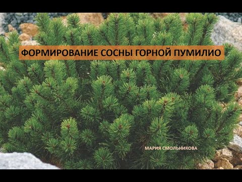 Видео: Формирование сосны горной Пумилио.