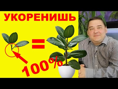 Видео: Укоренение черенка фикуса. Пошаговая инструкция