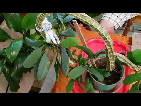 Видео: Домашние растения. Размножение Эуфорбии (Молочай Беложилковый) Часть 1-я.