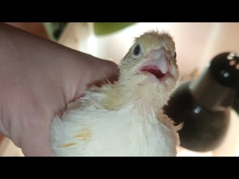 Видео: Перепелята 13 дней в квартире в прямом эфире! Ежедневный стрим!