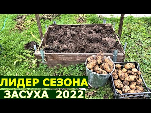 Видео: Испытание сорта картофеля Варяг Выращивание картошки в ящике