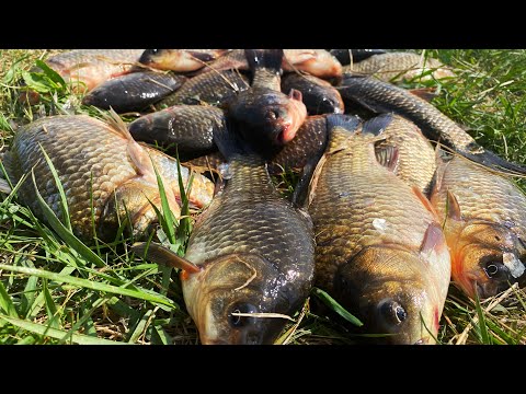 Видео: ТОЛЬКО ЗАКИНУЛ И ТУТ НАЧАЛОСЬ! рыбалка на карася шашлык на сковороде