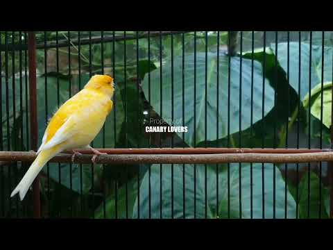 Видео: 9 | CUIT-CUIT❗ ПОЛНЫЙ ЭНЕРГИИ ❗❗Для дрессировки вашей молодой канарейки! #канарейка #мастеринг