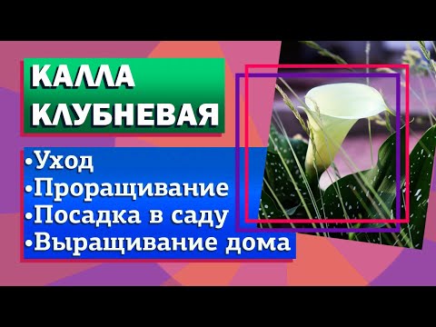 Видео: Калла клубневая дома и в саду. Уход, посадка, проращивание.