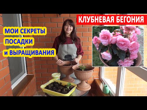 Видео: КЛУБНЕВАЯ БЕГОНИЯ. Основные ПРАВИЛА посадки и ухода! В какой горшок сажать бегонию? Правильный ПОЛИВ