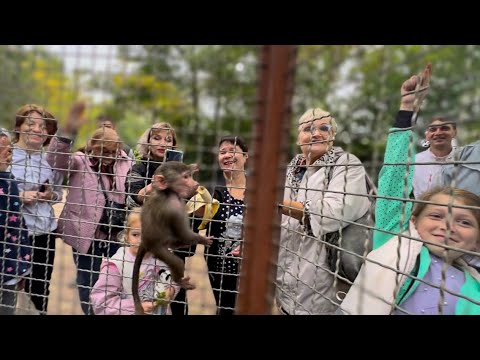 Видео: Николай Павленко рассказывает о ЖЕСТОКИХ ГАМАДРИЛАХ , а Люська тем временем СЛОВИЛА СЕБЕ КУРИЦУ!