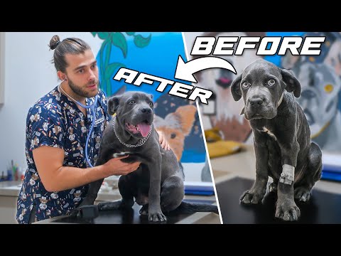 Видео: Невероятное преображение больного щенка! (Вы будете в шоке!)