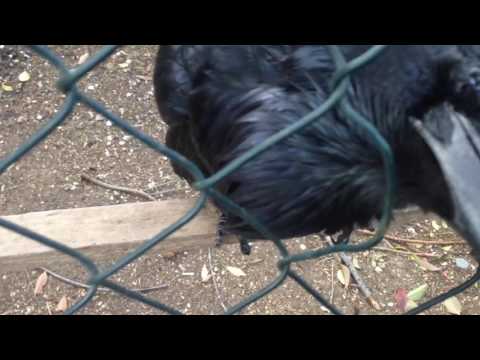 Видео: Говорящий ворон Яша