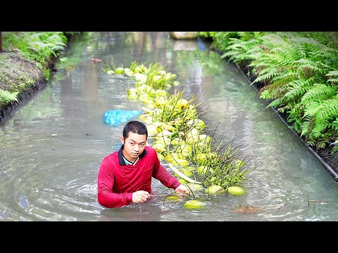 Видео: ТАИЛАНДСКИЙ Процесс сбора кокоса и кокосовая кухня!