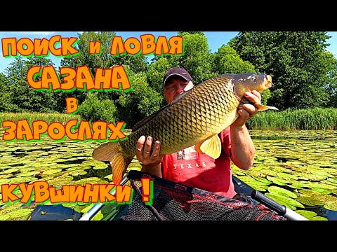 Видео: Рыбалка на САЗАНА и КАРПА в КУВШИНКАХ . Ловля на УДОЧКУ с БОКОВЫМ КИВКОМ !