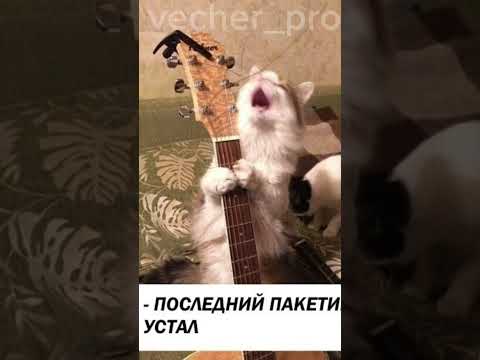 Видео: Гр.об кавер #guitar #guitarcover #cover #playguitar #music #гитара #игранагитаре #cat