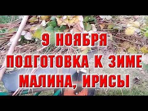 Видео: 9 ноября.  Готовлю сад к зиме.  Ирисы и малина