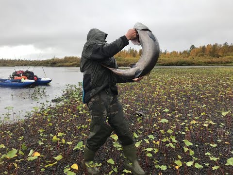 Видео: Как я за Тайменем ходил. Плато Путорана, река Тутончана. Часть 2