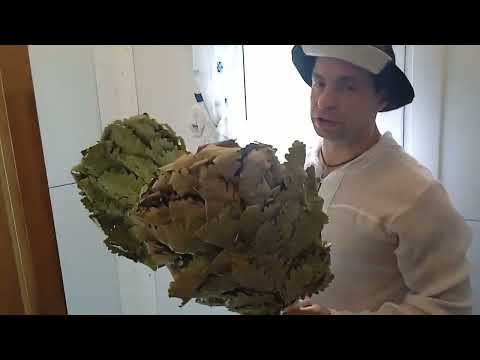 Видео: КАК ПРАВИЛЬНО ЗАПАРИВАТЬ ДУБОВЫЙ ВЕНИК ДЛЯ БАНИ | В КАКОЙ ВОДЕ НУЖНО ЗАПАРИВАТЬ ВЕНИК ДЛЯ БАНИ.