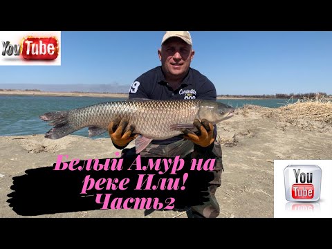 Видео: Рыбалка на реке Или/ Кокжиде/ Белый Амур/ Апрель 2021/ Часть вторая/