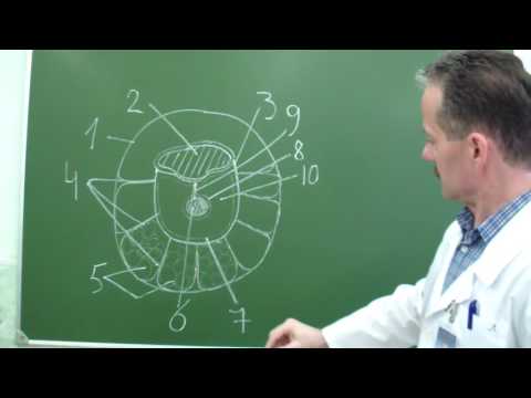 Видео: Строение средней фаланги пальца (поперечный разрез)