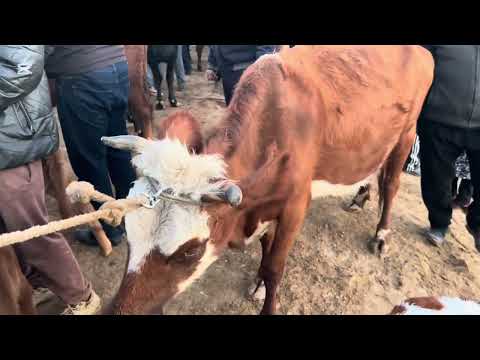 Видео: 29.10.2025 ХОРАЗМ ШОВОТ ПИР МОЛ БОЗОРИ ОНА БОЛА КСИР СИГИРЛАР ЗУРИ НАРХЛАР 