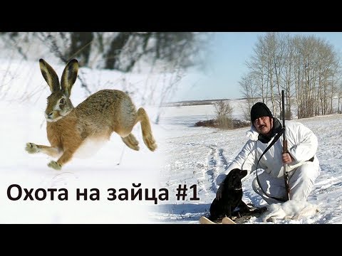 Видео: Охота на зайца со спаниелем