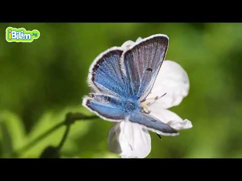 Видео: Курт-кумурскалар