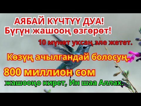 Видео: Керемет дуба! Акча үзгүлтүксүз агып, карыздар жок болуп, бакыттуу өмүр келет!