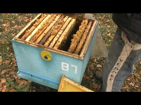 Видео: Усиление слабых отводков в зиму