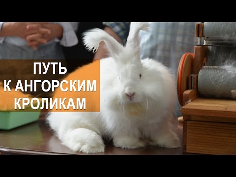 Видео: Лада Кирисенко. Путь к ангорским кроликам