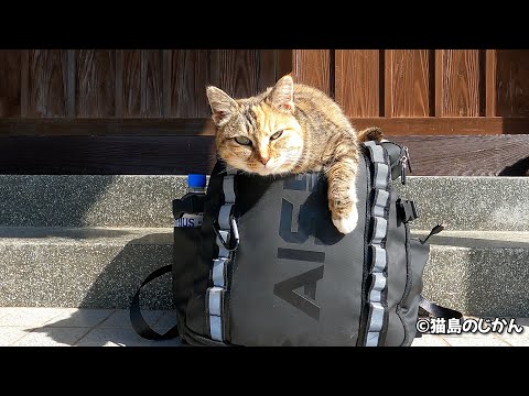 Видео: Познакомьтесь с кошками с острова кошек за 2 часа после 2 лет съемок!