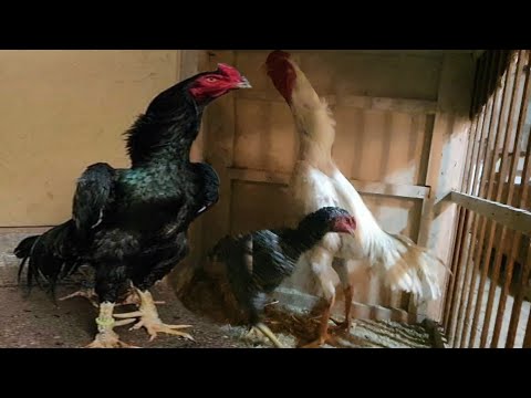 Видео: ПАРВОЗЛАР УЧУН КАТТА ЯНГИЛИК/БУЛАРДАН АЖОЙИБ ЧИКАДИ(ХУРОЗ ИШКИБОЗЛАРИ)