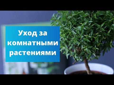 Видео: С ЗАБОТОЙ О КОМНАТНЫХ РАСТЕНИЯХ | Уход за цветком из магазина