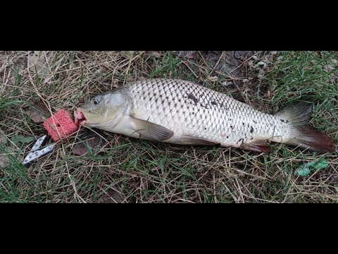 Видео: р. ТУРУНЧУК рыбалка на КАРПА 06.08.21