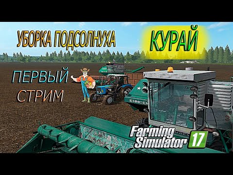 Видео: Убераю подсолнух на курае Очень круто общаться с подписчиками 1 стрим на курае