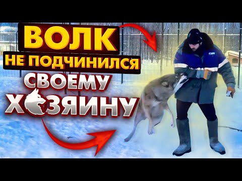 Видео: Якутский Волк остался непобежденным. Что будет дальше?? Брачный сезон открыт!