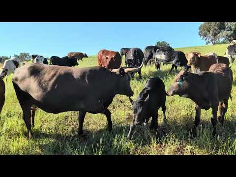 Видео: Выпас скота при норме выпаса 80 000 кг на гектар