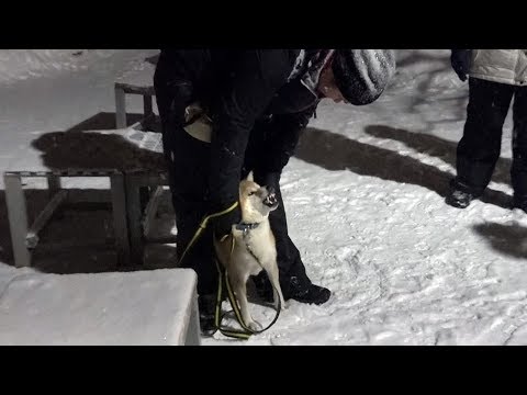 Видео: ДТ-48. Ответы на вопросы хозяев сиба-ину.