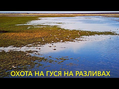 Видео: ОТКРЫТИЕ ОХОТЫ НА ГУСЯ!!! ТАК ОХОТИТСЯ НЕЛЬЗЯ / MAX HUNTER