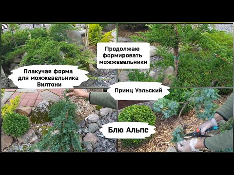 Видео: Продолжаю формировать можжевельники.Плакучая форма для можжевельника Вилтони.