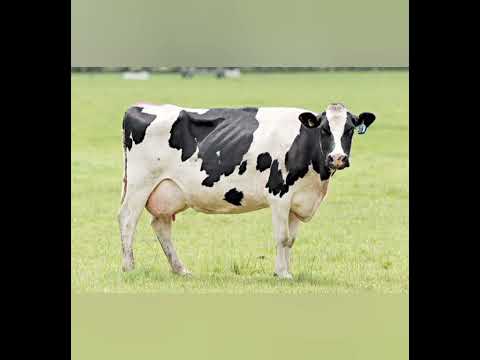 Видео: Сиыр туралы қызықты мәліметтер 