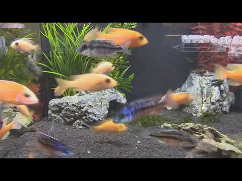 Видео: Аквариумные КРЕВЕТКИ  VS аквариумные  РЫБКИ