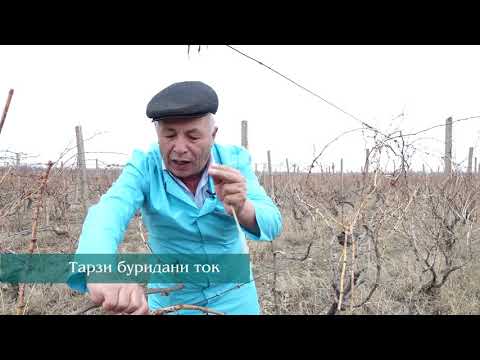 Видео: Маслихати Мутахасиси Токбури