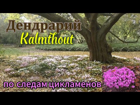 Видео: В объятиях осени: дендрарий Калмтхаут в Бельгии. Прогулка по маршруту цикломенов.