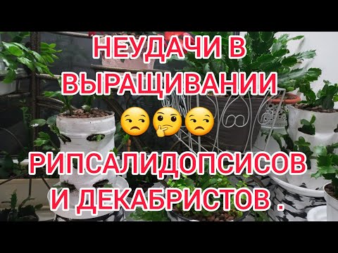 Видео: НЕУДАЧИ В ВЫРАЩИВАНИИ РИПСАЛИДОПСИСОВ И ДЕКАБРИСТОВ! СПОСОБ РЕАНИМАЦИИ !