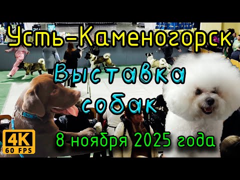 Видео: Выставка собак. Усть-Каменогорск, 8 ноября 2025 года.