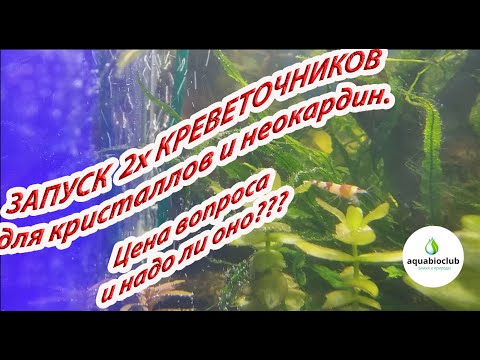 Видео: Запуск 2х креветочников для кристаллов и  неокаридин. Цена вопроса и проблем.