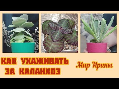 Видео: #мояколлекция Как ухаживать за Каланхоэ | Полив|Грунт|Размножение ●☆▪︎☆▪︎☆